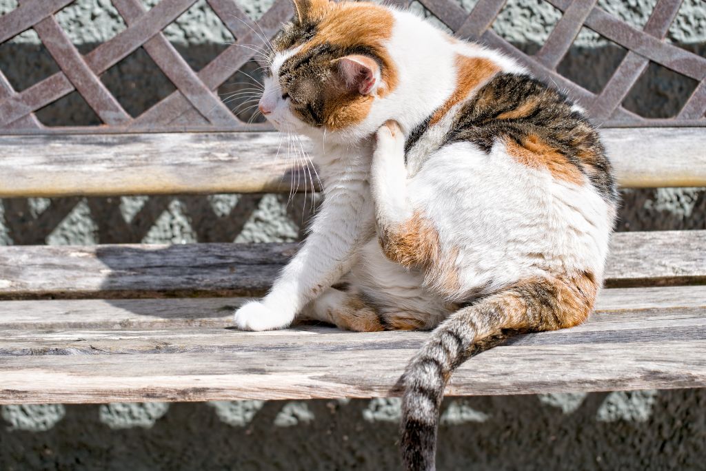 Signs and symptoms of receptor  mites successful  cats