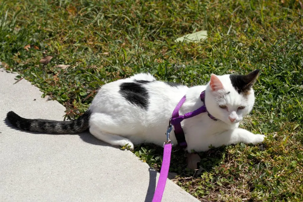 Cat in a harness outdoors
