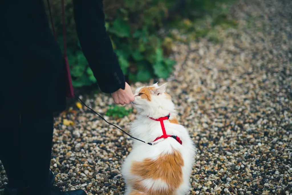 Cat outdoors in a harness