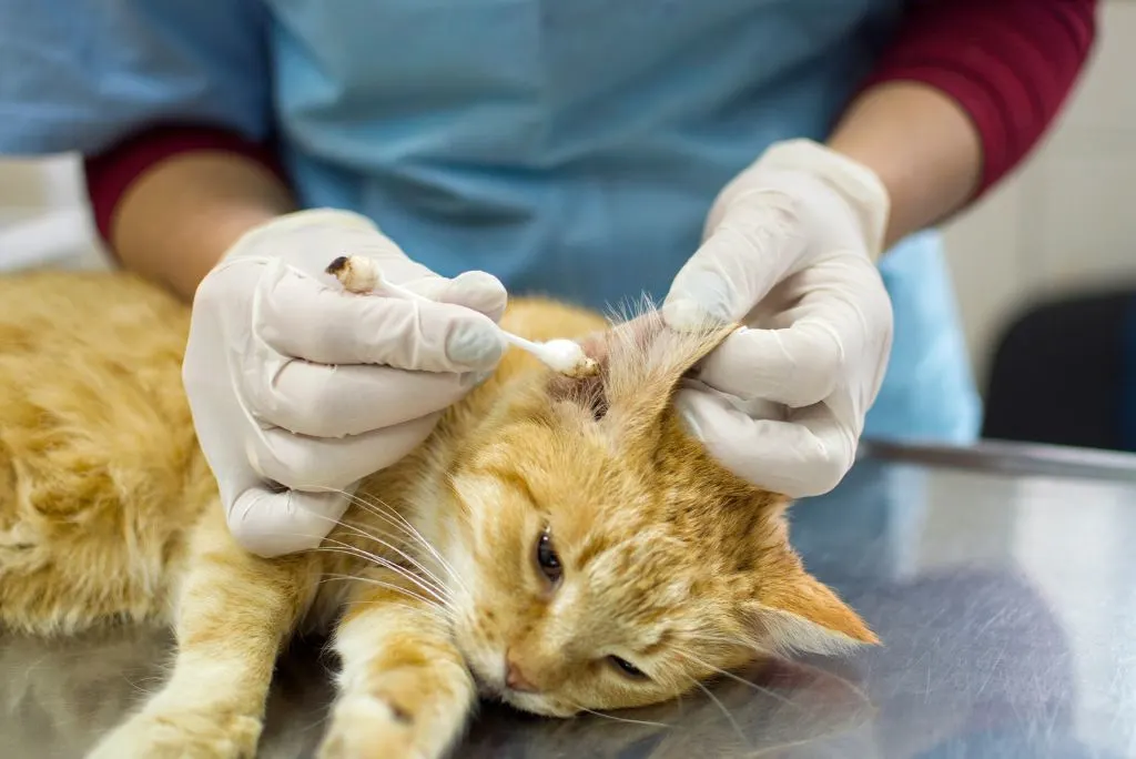 Remedy of ear mites in cats