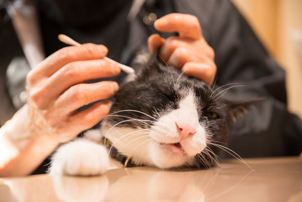 Natural home remedies for ear mites in cats