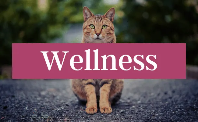 Cat Wellness
