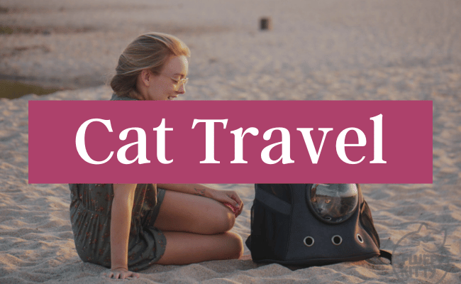 Cat Travel