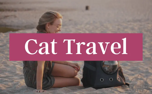 Cat Travel